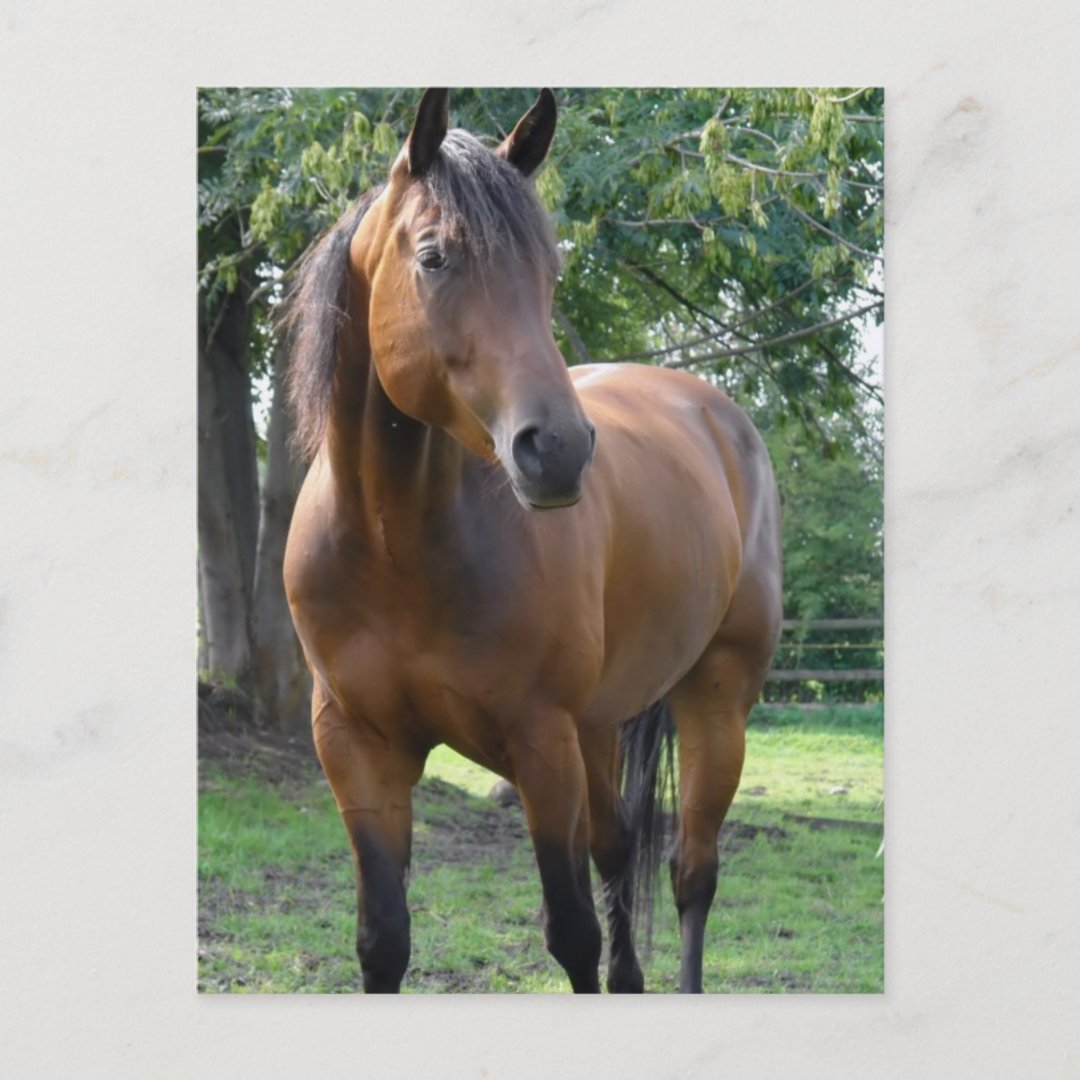 Bay Thoroughbred Horse Postcard | Zazzle