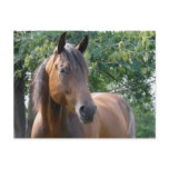 Bay Thoroughbred Horse Postcard