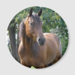 Bay Thoroughbred Horse Round Magnet