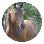 Bay Thoroughbred Horse Sticker