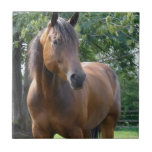 Bay Thoroughbred Horse Tile