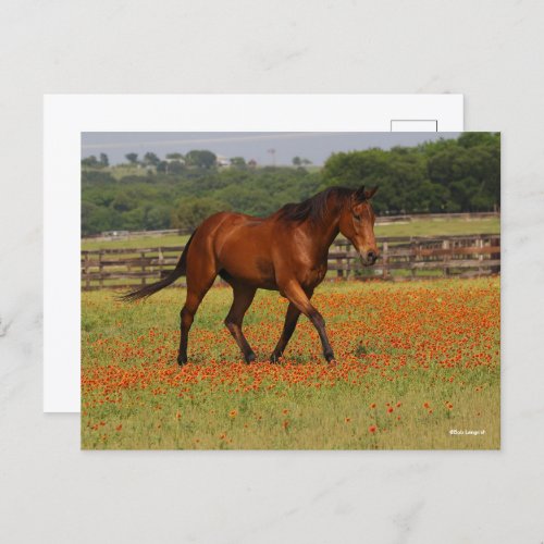 Bay Thoroughbred Horse Walking Flowers Postcard