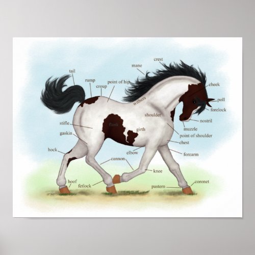 Bay Tobiano Pinto Horse Equestrian Anatomy Poster