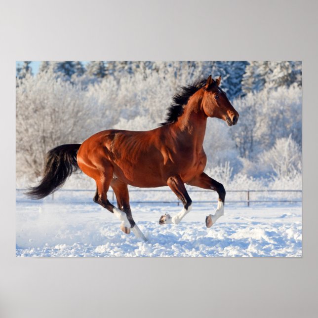 Bay Trakehner Stallion Poster (Front)