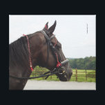 Bay Walker Mare Canvas Print<br><div class="desc">Headstudy of a lovely bay Tennessee Walker mare.</div>
