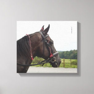 Bay Walker Mare Canvas Print