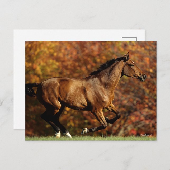 Bay Warmblood Running Autumn Background Postcard (Front/Back)