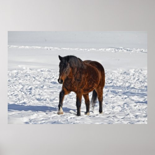 Bay Winter Horse Year of the Horse Equine photo2 Poster