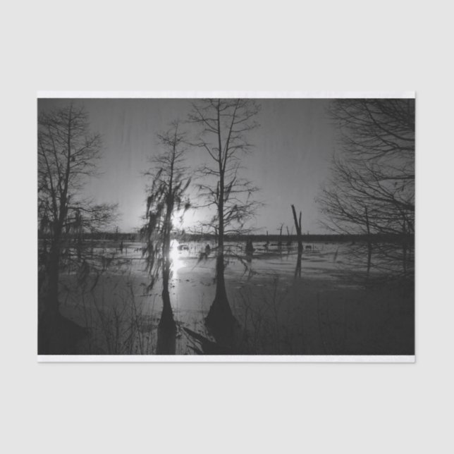 Bayou Sunset | Cypress Trees & Swamp Tissue Paper (Front)