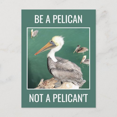 Be a Pelican Not a Pelicant Postcard