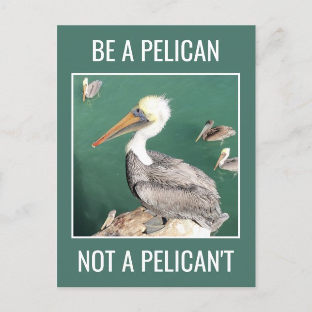 Be a Pelican, Not a Pelican't Postcard (Front)