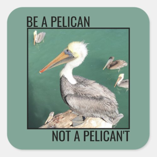 Be a Pelican Not a Pelicant Square Sticker
