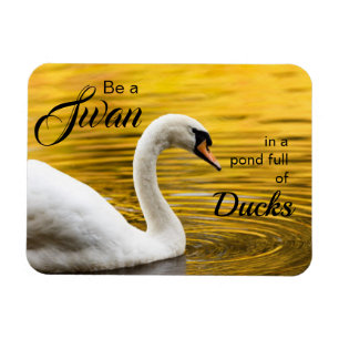 Be a Swan Beautiful Inspirational Quote Magnet