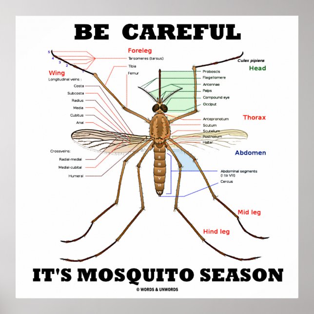 Be Careful It's Mosquito Season (Mosquito Anatomy) Poster (Front)