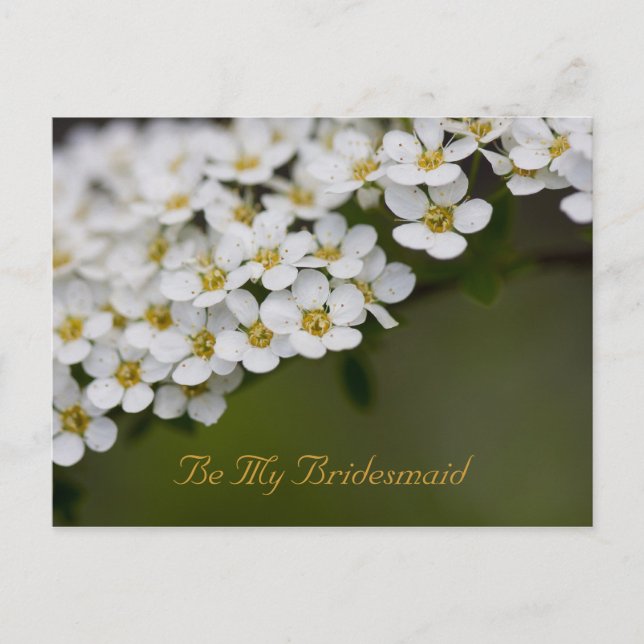 Be My Bridesmaid Postcard Spiraea (Front)