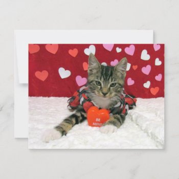 Be My Valentine - Bandit Cat / Kitten - Flat Card