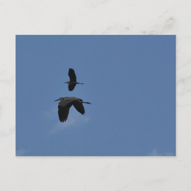 Be strong - Egrets in flight Postcard (Front)