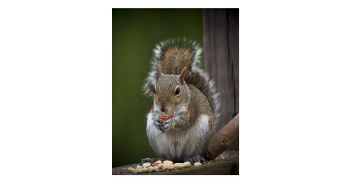 Be Very Quiet Postcard | Zazzle