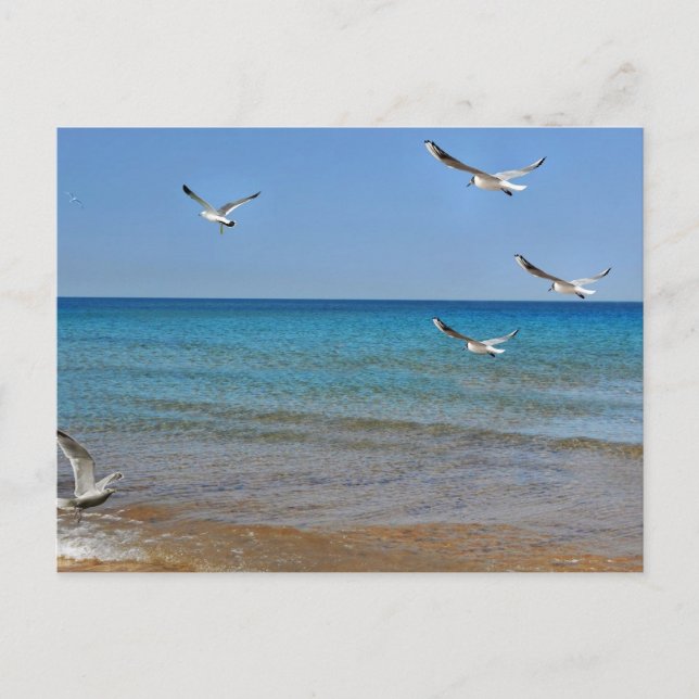 Beach and Seagulls Holiday Postcard (Front)