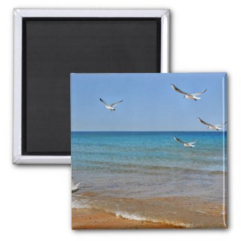 Beach And Seagulls Magnet by beachcafe at Zazzle