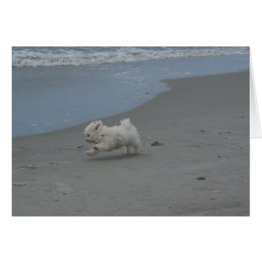 Beach Baby Cards (Front Horizontal)