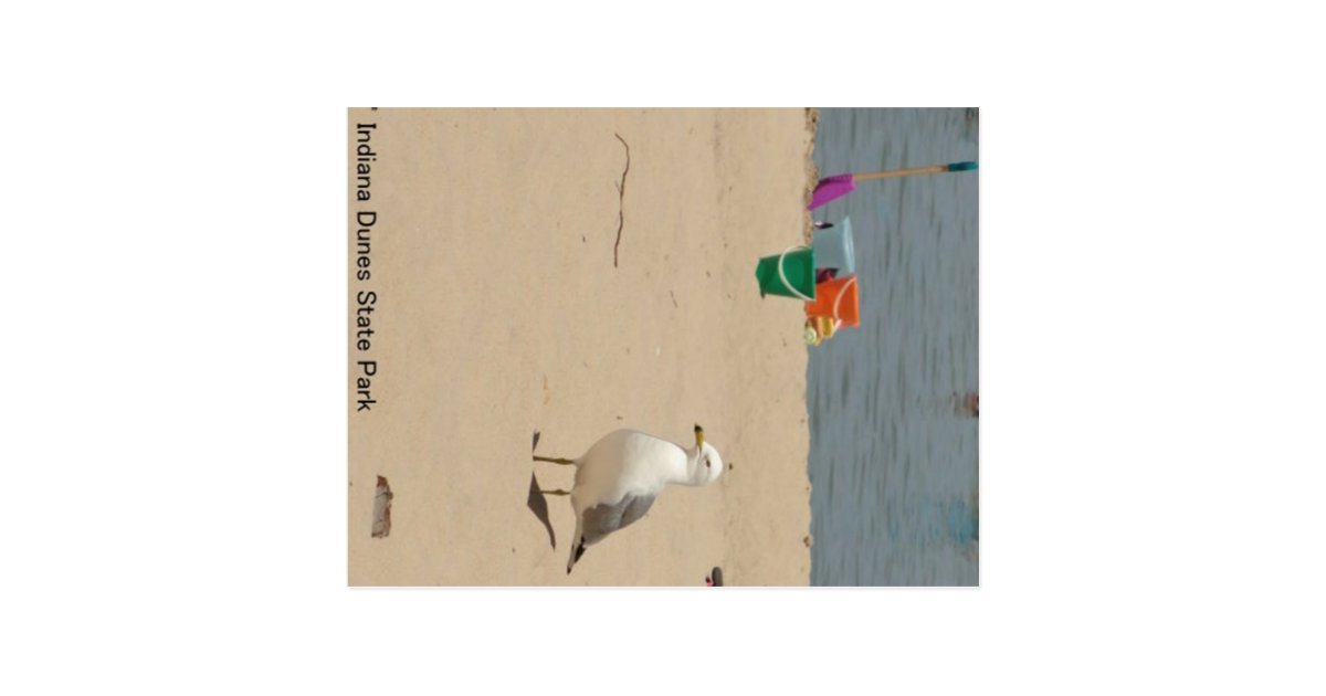 Beach Birdie Postcard