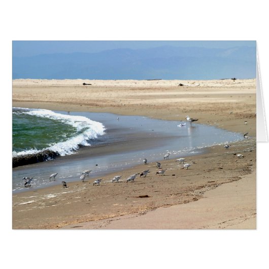 Beach Birds Cards (Front Horizontal)