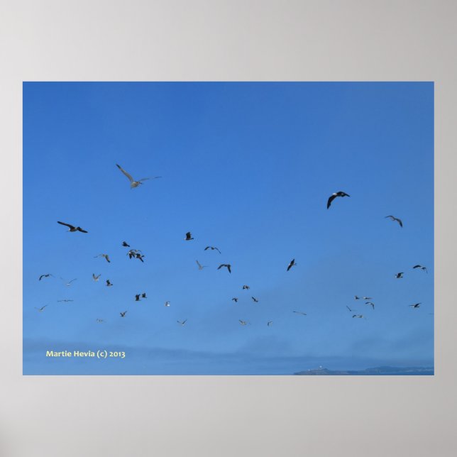 Beach Birds Poster (Front)