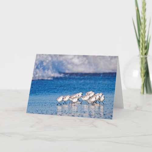 Beach Birds Running Card