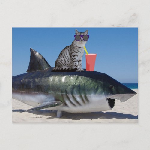 BEACH CAT ON SHARK FUNNY POSTCARD