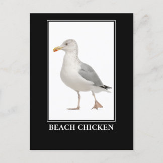 Beach Chicken – Seagull Gull Humor Postcard