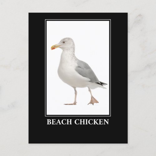 Beach Chicken  Seagull Gull Humor Postcard