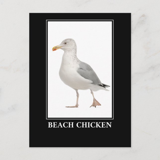 Beach Chicken – Seagull Gull Humor Postcard (Front)