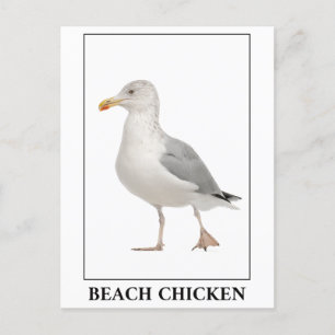 Beach Chicken – Seagull Gull Humor Postcard