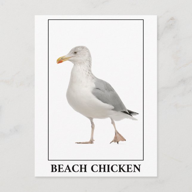 Beach Chicken – Seagull Gull Humor Postcard (Front)