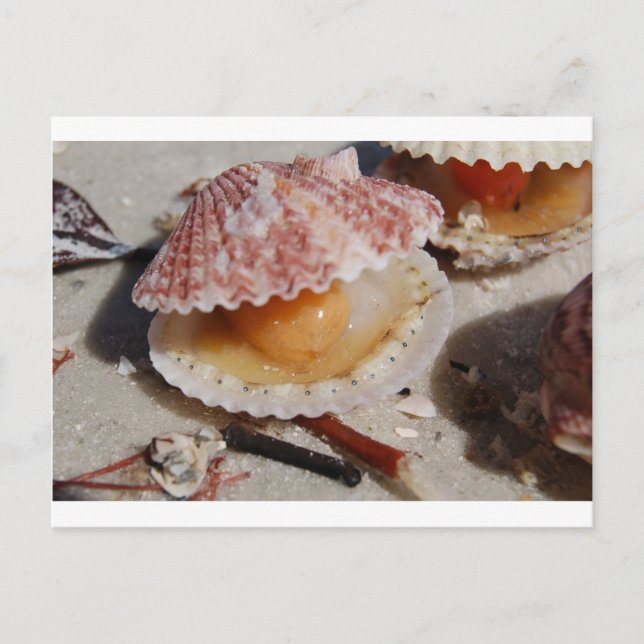 Beach Clam Postcard (Front)