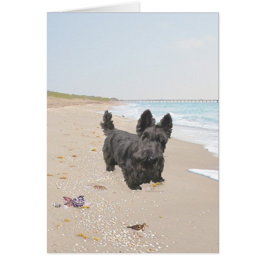 Beach Day Cards (Front)
