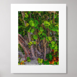 Beach Days, Overcast, Sea Grapes Grow Wild Acrylic Photo Tile
