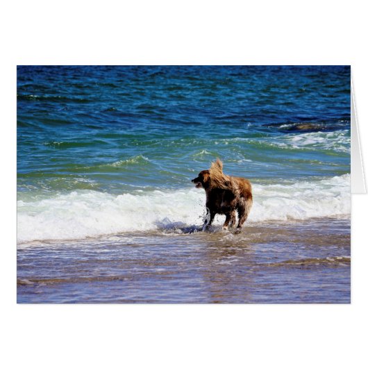 Beach Dog Cards (Front Horizontal)