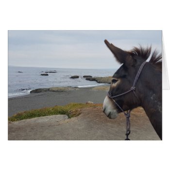 Beach Donkey Contemplates Pacific Ocean by HippieGeekFarmArt at Zazzle