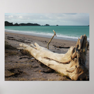 beach driftwood photo art poster