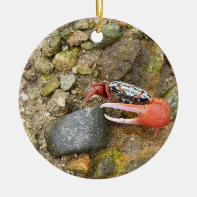 Beach Fiddler crab Ceramic Ornament (Front)