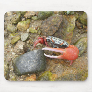 Beach Fiddler crab  Mouse Pad