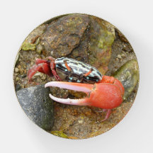 Beach fiddler crab