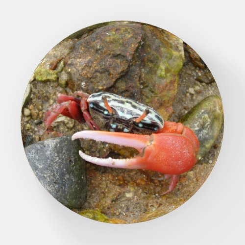 Beach fiddler crab paperweight