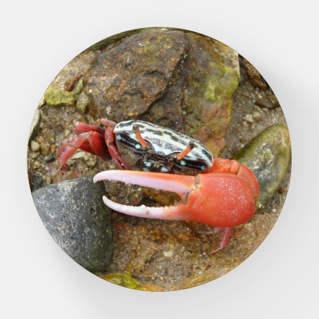 Beach fiddler crab paperweight (Front)