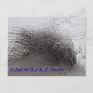 Beach Grass Rehoboth Postcard