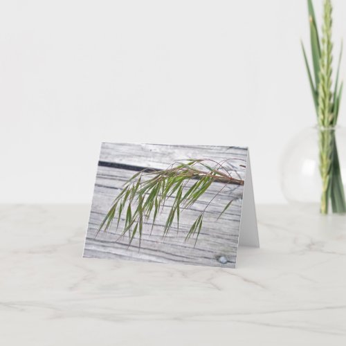 Beach Grass Seeds at IBSP Note Card