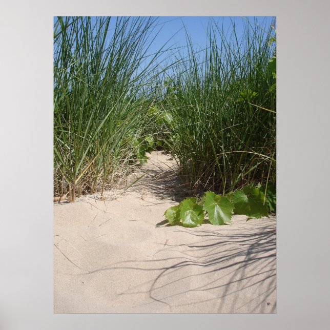 Beach Grass, Warren Dunes, MI Poster (Front)