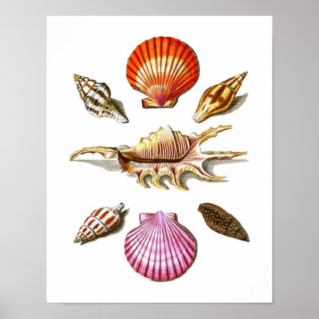 Beach House Decor Sea Shell Art Prints no. 14 (Front)